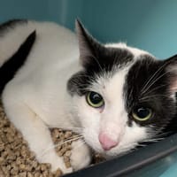 RUFO, chat à adopter