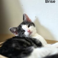 Brise, chat à adopter