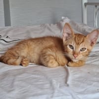 BALLOTE, chat à adopter