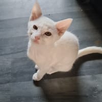 LUSTUCRU, chat à adopter