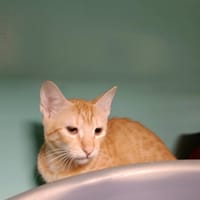 CAJOLINE QCT, chatte à adopter