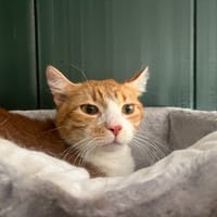 GARFIELD (réservé), chat à adopter