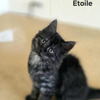 Etoile, chat à adopter