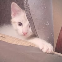 CASSIS, chatte à adopter