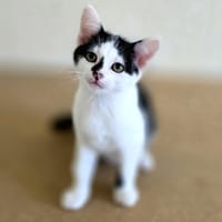 Sonorité, chat à adopter