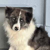 NOX, chien à adopter