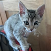 Catzilla, chatte à adopter