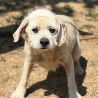 Boston CAA15599, chien à adopter