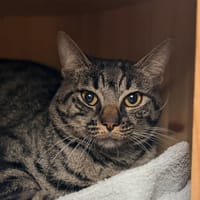 ELI, chat à adopter