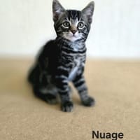 Nuage, chat à adopter