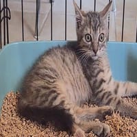 BLOOM (tigré), chatte à adopter