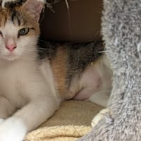 PERNETY, chatte à adopter