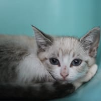MIA, chatte à adopter