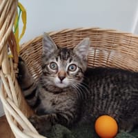 VENISE, chatte à adopter