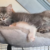BARBICHE, chat à adopter