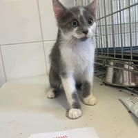 JACOB, chat à adopter
