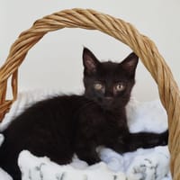 NAPLE, chat à adopter