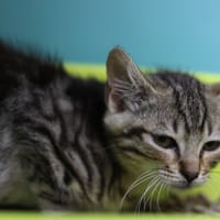 GIBBS, chat à adopter