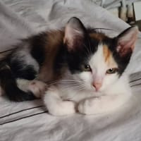 BALOISE, chatte à adopter