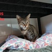 Belka, chatte à adopter