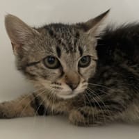 MIU, chatte à adopter