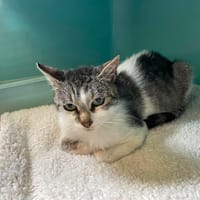 WILMA, chatte à adopter
