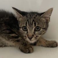 MILTON, chat à adopter