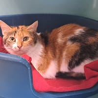 MALINA QCT, chatte à adopter