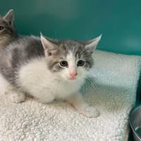 TINTIN, chat à adopter