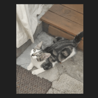 BULBE, chatte à adopter
