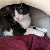 CONCORDE, chat à adopter