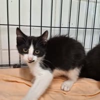 STARK, chat à adopter