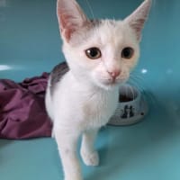 BUNNY, chat à adopter