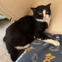 DESTINY, chat à adopter