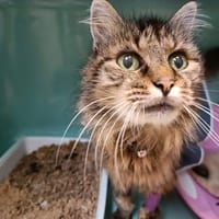 DOUCETTE QCT, chatte à adopter