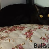 Balista, chatte à adopter