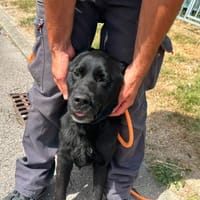 NEMO ex Napoleon des adrilines d opale, chien à adopter