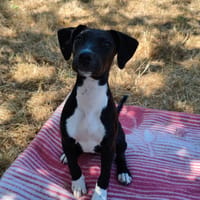 KARA, chienne à adopter
