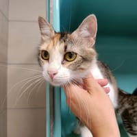ANITA QCT (j'ai trouvé ma famille), chatte à adopter