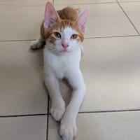 ELYSEE, chat à adopter