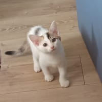 JASMINE, chatte à adopter
