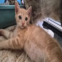 SKY (roux), chat à adopter