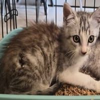 TIMMY  (patte avant droite blanche), chat à adopter