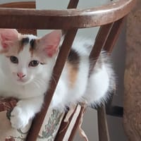 IRIS, chatte à adopter