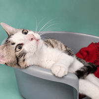 CAJOU QCT, chat à adopter