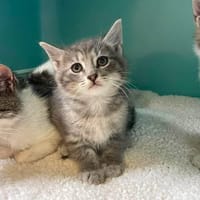 MILOU, chat à adopter