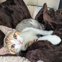 DANUBE, chatte à adopter