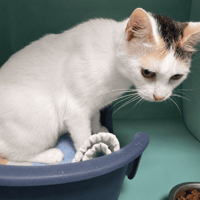 ODESSA QCT, chatte à adopter