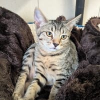 CLUNY, chatte à adopter