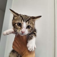 ED, chat à adopter